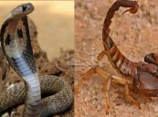 “الحصيني” يحذر من انتشار الحيات والعقارب ليلاً