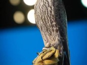 بَيْعُ 4 صقور بمبلغ 290 ألف ريالٍ في مزاد نادي الصقور السعودي