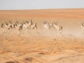 “الحياة الفطرية” يكشف نسبة المناطق المحمية في المملكة بحلول 2030