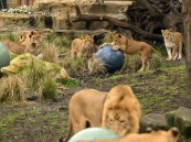 هروب 5 أسود من محبسها في حديقة حيوان بأستراليا يثير الرعب ويستنفر السلطات