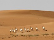 غرامة وإحالة للنيابة.. اشتراطات مرتقبة لحماية الكائنات الفطرية ومنتجاتها