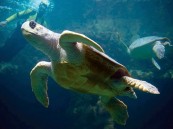 بحجم سيارة.. العثور على أكبر سلحفاة بحرية في العالم