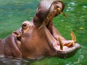 فرس نهر يبتلع طفل صغير ثم يخرجه حيا