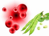 هذه الفاكهة والأدوية ممنوعة على مرضى أنيميا الفول