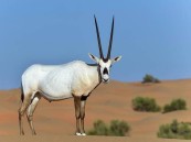 “نيوم” تعيد توطين المها العربي في محميتها لأول مرة منذ 100 عام