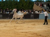دراسة تاريخية: شرق الجزيرة العربية كانت سوقاً دولياً لأفضل أنواع الخيل