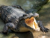 أثناء رحلة صيد .. تمساح يلتهم رضيعاً أمام عيني والده