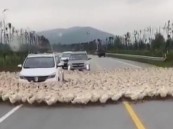 ظاهرة عجز العلماء عن تفسيرها.. بط يدور في مسار دائري بعد أغنام الصين والأردن