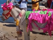 جائزة للفائز الأول …مسابقة غريبة لأجمل حمار في كينيا (فيديو)