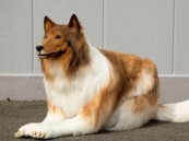 يابانيون ينفقون أموالاً باهظة ليتحولون إلى حيوانات