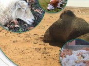 “النيابة العامة”: الحماية الجنائية للغذاء تقتضي خلوه من مصادر الخطر