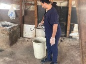 تديرها عمالة مخالفة.. أمانة الاحساء تضبط 6 مسالخ عشوائية