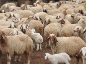 توضيح هام من حساب المواطن بشأن الإفصاح عن عدد الرؤوس لمالكي الأغنام