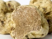 اليابان تنجح في زراعة الكمأة بشكل اصطناعي