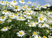 3 فوائد لاستخدام نبات “البابونج”.. وهذه الحالات يتعارض معها صحيًا