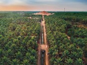 وزارة الزراعة متغنية : الأحساء واحةً خضراء ورافدًا للأمن الغذائي