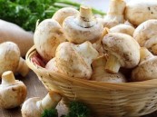 مضاد للأكسدة وبديل عن اللحوم.. تعرف على فوائد الفطر