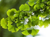 تقوي الذاكرة.. 5 فوائد صحية لمستخلص شجرة الجنكة