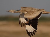 خطوات منع وصول الطيور البرية للحظائر