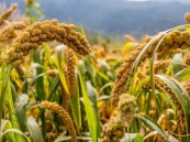 استخدام تقنيات حديثة لتطوير زراعة الدُّخن وزيادة إسهامه في الأمن الغذائي