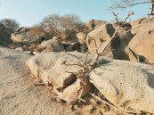 “كاوست” تكتشف سر منفعة “البكتيريا الصحراوية” على صحة الإنسان والنبات