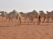 الأول من نوعه في العالم.. البيئة تدشن مشروعا للمسح الشامل لجينوم الشفرة الوراثية للإبل
