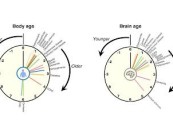 كيف يتم تحديد عمر أعضاء جسم الإنسان الداخلية؟