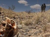 مفاجأة غريبة.. العثور على 22 جثة في 12 مقبرة جماعية في المكسيك