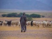 “البيئة” تعلن موعد عودة المواشي المملوكة لغير السعوديين إلى دولهم.. 31 يومًا مهلة