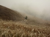 في أغسطس.. استمرار موسم رياح البوارح والعواصف الرملية قليلة الحدوث