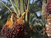 “موسم اللاهوب” يبدأ اليوم السبت ومستمر 13 يومًا.. ماهي صفات المرزم؟