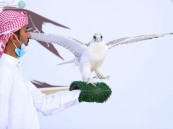 نادي الصقور يستحدث 6 أشواط جديدة ضمن مسابقة الملواح