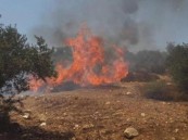 مستوطنون يحرقون عشرات الأشجار في نابلس