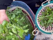 بالفيديو.. المشموم نبتة زراعية تستعمل لزينة المرأة في الأحساء