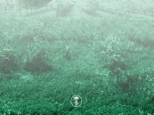 “ريف” يدعم (63) ألف مشروع زراعي للحد من تقلبات الأسعار العالمية