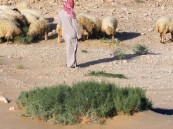 ضبط (14) مخالفًا لنظام البيئة لارتكابهم مخالفة الصيد دون ترخيص