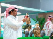 صقَّار سعودي يشتري 3 صقور في اليوم الأول للمزاد الدولي لمزارع إنتاج الصقور