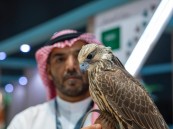 المزاد الدولي لمزارع إنتاج الصقور.. ملتقى ثقافي واجتماعي واقتصادي للمنتجين والصقارين