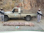 حرس الحدود بجازان يحبط تهريب (93) كيلوجرامًا من نبات القات المخدر