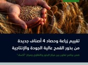 دراسة لتقييم زراعة 4 أصناف جديدة من بذور القمح عالية الجودة تتناسب مع مناخ المملكة