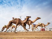 300 بطاقة يصدرها المركز الإعلامي لمهرجان ولي العهد للهجن