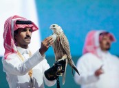 بيع أغلى صقر حر في الشرق الأوسط بنصف مليون ريال