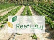 عددها 95 ألف فرصة.. “ريف” يعلن توفير فرص وظيفية عبر مشاريعه حول المملكة