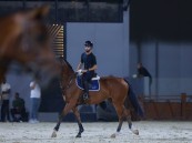 “اتحاد الفروسية” يستهل موسمه بإقامة بطولة اليوم الوطني لقفز الحواجز