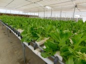 في مزرعة صويدرة.. استخدام نظام الأكوابونيك لترشيد استهلاك المياه والإنتاج العضوي