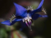 دواء مبتكر مضاد للأورام .. «عشبة الفقراء» تعالج السرطان بنسبة 70%