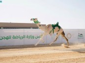 غدًا.. انطلاق كأس وزارة الرياضة للهجن بالأحساء