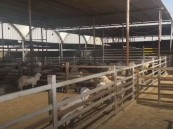 الإرشاد الزراعي يستعرض مزايا الدفع الغذائي في تربية الأغنام