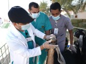 “الأحساء” تجمع أكبر منتجي الماعز العارضي بالمملكة والخليج العربي