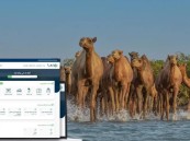 عبر منصة “نما”.. “البيئة”تعلن موعد انتهاء مهلة ترقيم الإبل وتسجيلها مجانًا